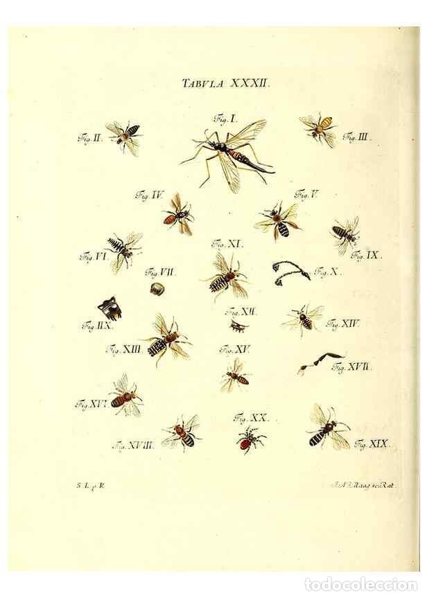 Sammeln von Zeitschriften und Zeitungen: Reproducci&oacute;n/Reproduction 49810595067: Iacobi Christiani Schaefferi s.s. theologiae et philosophiae