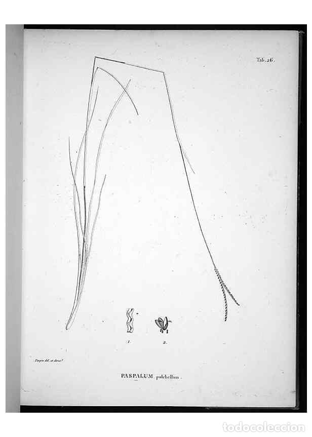 Sammeln von Zeitschriften und Zeitungen: Reproducci&oacute;n/Reproduction 49556611847: Nova genera et species plantarum :. Antverpiae :Ex officina C