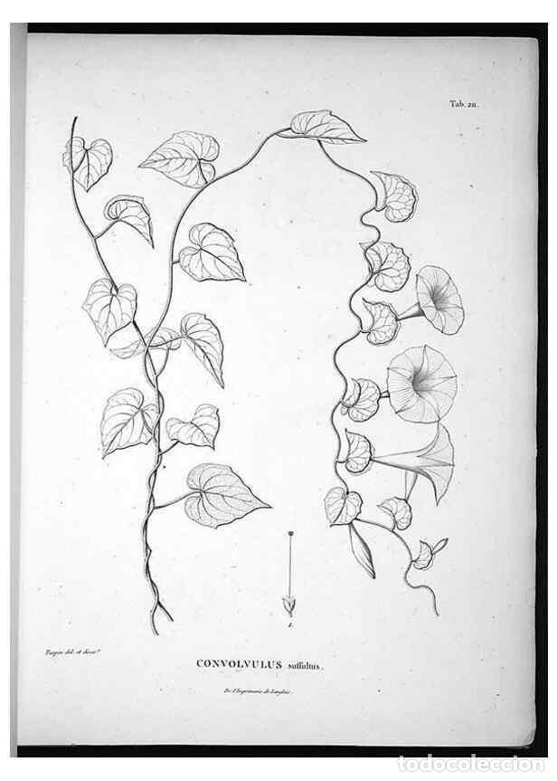 Sammeln von Zeitschriften und Zeitungen: Reproducci&oacute;n/Reproduction 49556695092: Nova genera et species plantarum :. Antverpiae :Ex officina C
