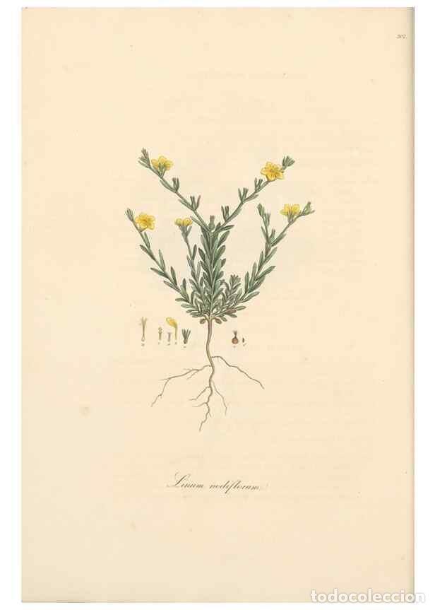 Sammeln von Zeitschriften und Zeitungen: Reproducci&oacute;n/Reproduction 49557599732: Flora Graeca, sive, Plantarum rariorum historia, quas in prov