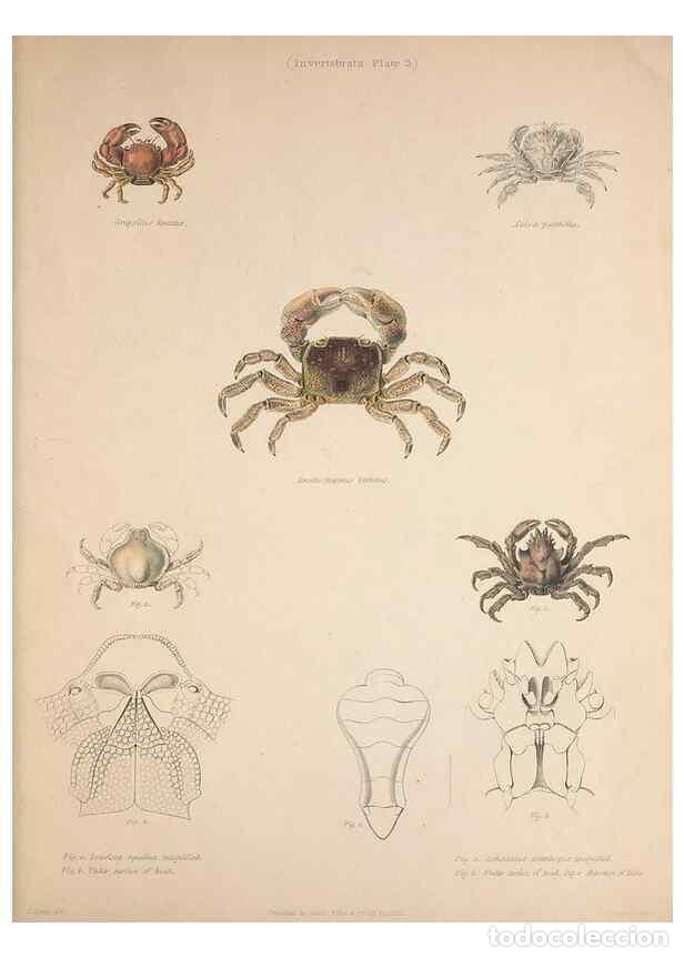 Sammeln von Zeitschriften und Zeitungen: Reproducci&oacute;n/Reproduction 49807358397: Illustrations of the zoology of South Africa. London :Smith,