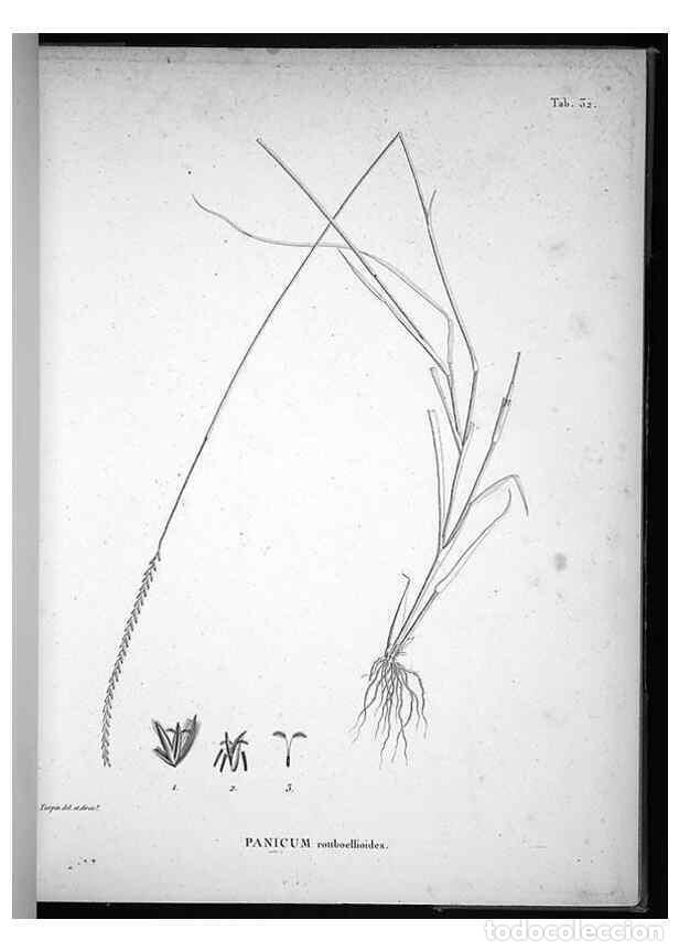 Sammeln von Zeitschriften und Zeitungen: Reproducci&oacute;n/Reproduction 49556612757: Nova genera et species plantarum :. Antverpiae :Ex officina C