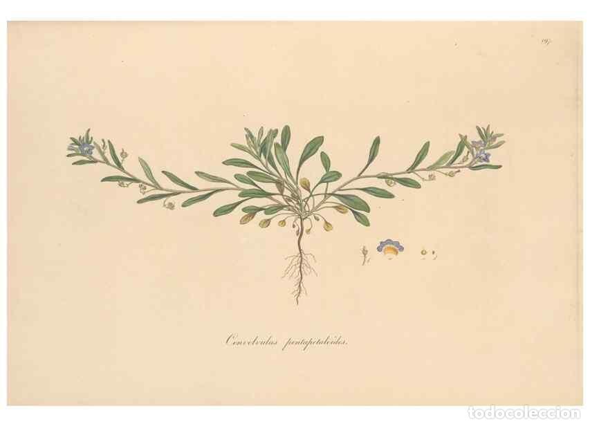 Sammeln von Zeitschriften und Zeitungen: Reproducci&oacute;n/Reproduction 49557127327: Flora Graeca, sive, Plantarum rariorum historia, quas in prov