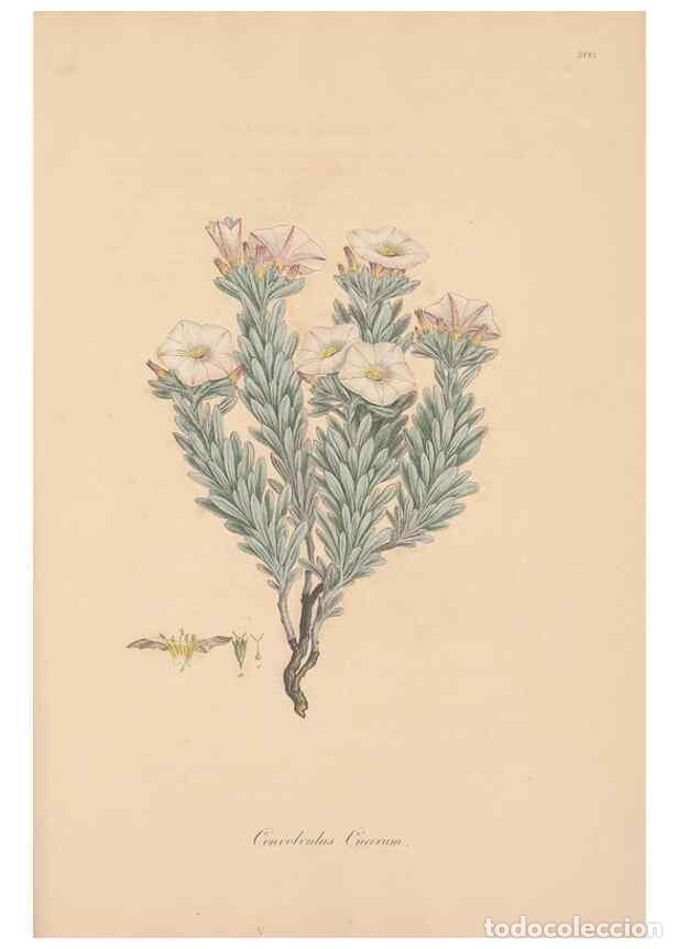 Sammeln von Zeitschriften und Zeitungen: Reproducci&oacute;n/Reproduction 49557128272: Flora Graeca, sive, Plantarum rariorum historia, quas in prov