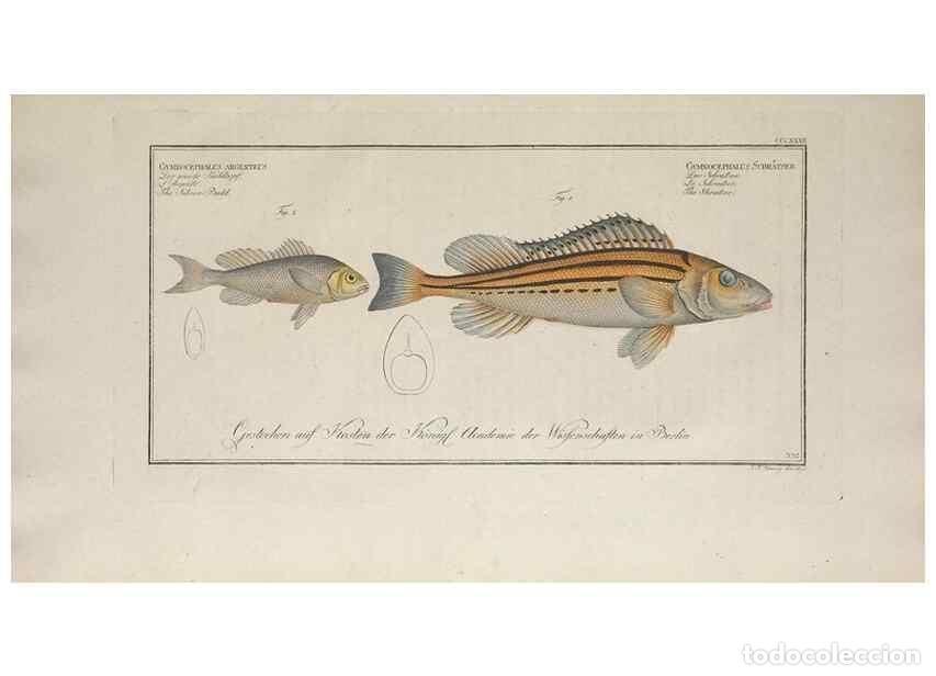 Sammeln von Zeitschriften und Zeitungen: Reproducci&oacute;n/Reproduction 49774486101: Ichtyologie, ou, Histoire naturelle, g&eacute;n&eacute;rale et particuli&egrave;re