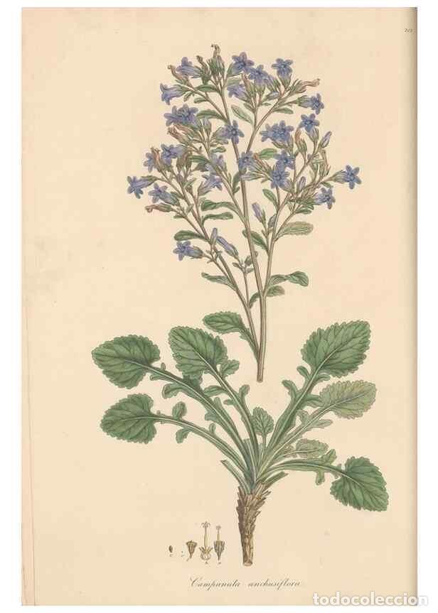 Sammeln von Zeitschriften und Zeitungen: Reproducci&oacute;n/Reproduction 49557428867: Flora Graeca, sive, Plantarum rariorum historia, quas in prov