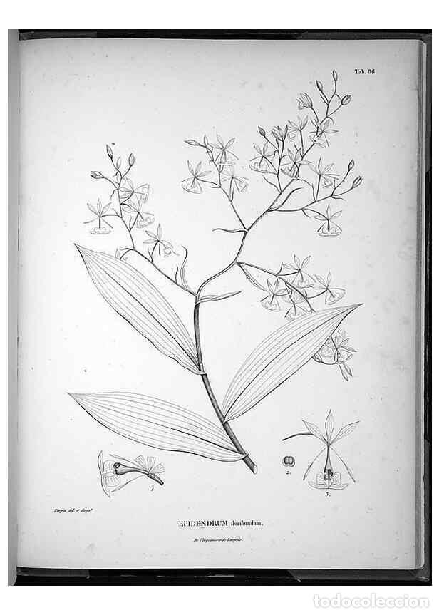 Sammeln von Zeitschriften und Zeitungen: Reproducci&oacute;n/Reproduction 49556620622: Nova genera et species plantarum :. Antverpiae :Ex officina C