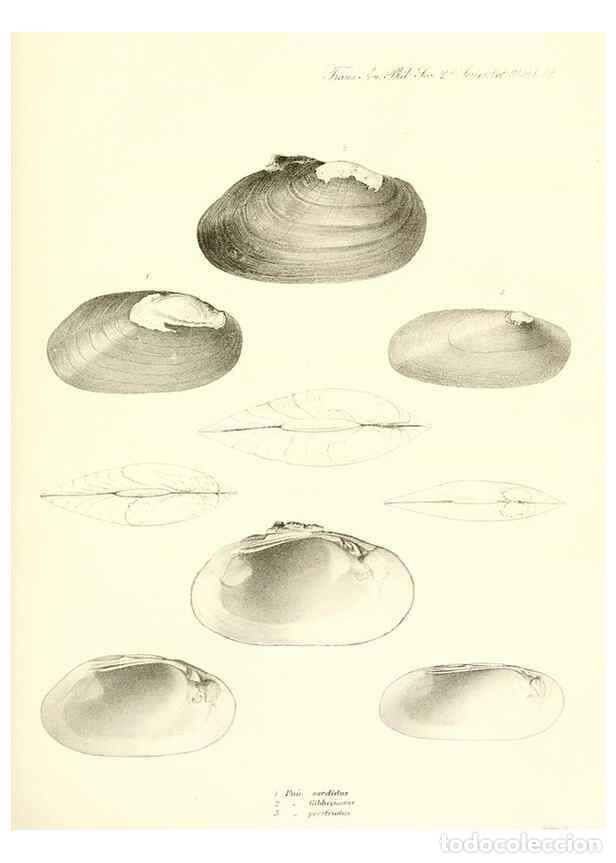 Sammeln von Zeitschriften und Zeitungen: Reproducci&oacute;n/Reproduction 49807012446: Transactions of the American Philosophical Society.. Philadel