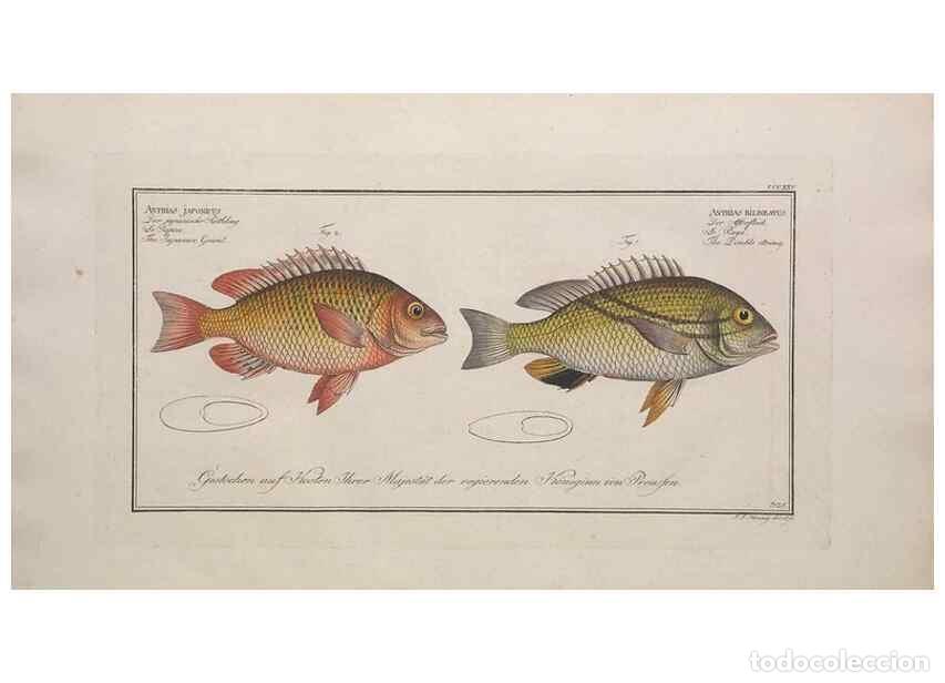 Sammeln von Zeitschriften und Zeitungen: Reproducci&oacute;n/Reproduction 49773954313: Ichtyologie, ou, Histoire naturelle, g&eacute;n&eacute;rale et particuli&egrave;re