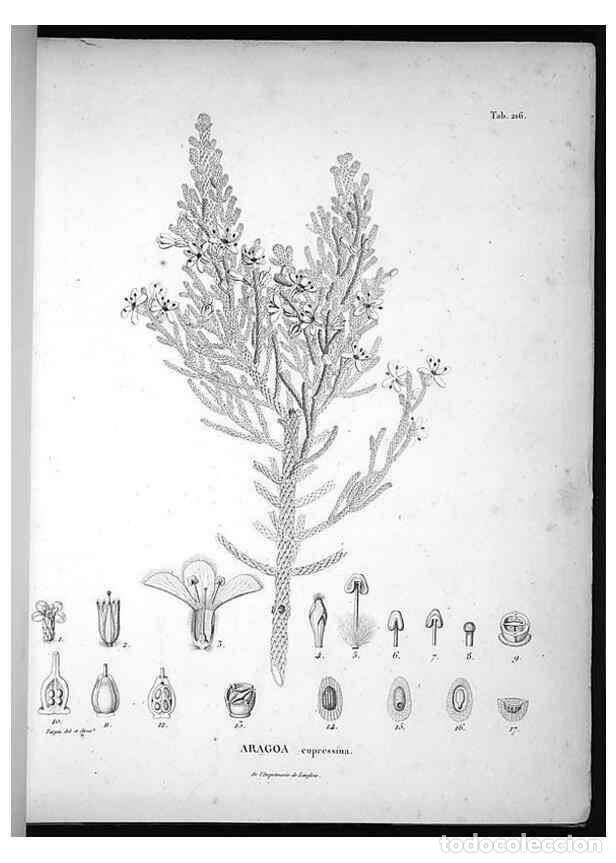 Sammeln von Zeitschriften und Zeitungen: Reproducci&oacute;n/Reproduction 49556459486: Nova genera et species plantarum :. Antverpiae :Ex officina C