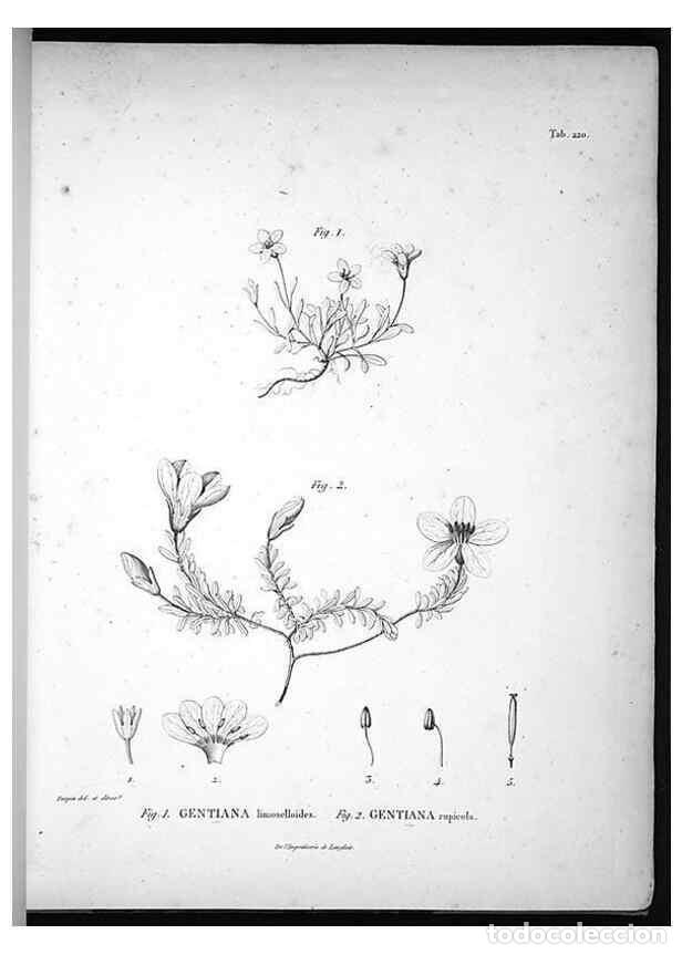 Sammeln von Zeitschriften und Zeitungen: Reproducci&oacute;n/Reproduction 49555965138: Nova genera et species plantarum :. Antverpiae :Ex officina C
