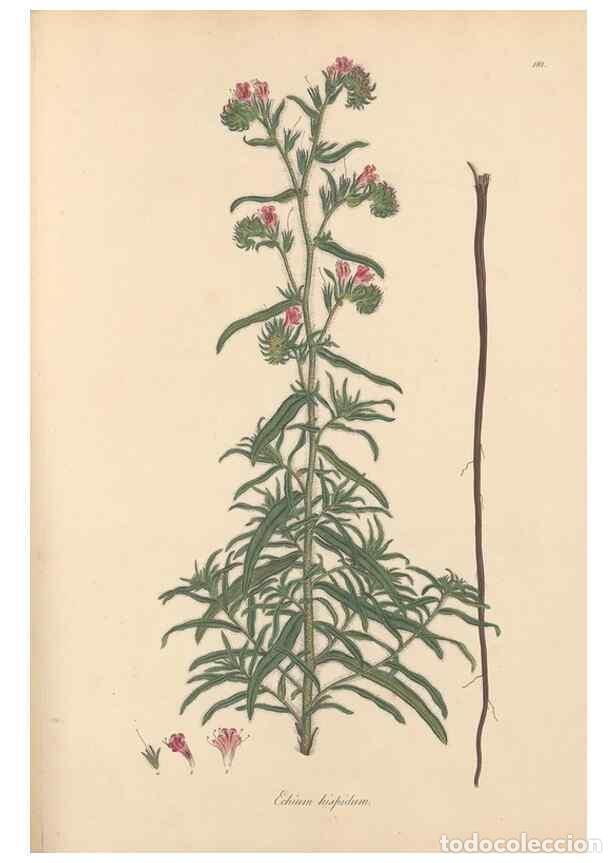 Sammeln von Zeitschriften und Zeitungen: Reproducci&oacute;n/Reproduction 49556885861: Flora Graeca, sive, Plantarum rariorum historia, quas in prov