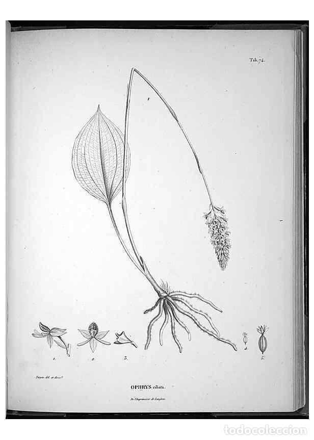 Sammeln von Zeitschriften und Zeitungen: Reproducci&oacute;n/Reproduction 49555888063: Nova genera et species plantarum :. Antverpiae :Ex officina C