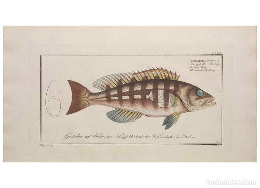 Sammeln von Zeitschriften und Zeitungen: Reproducci&oacute;n/Reproduction 49774816902: Ichtyologie, ou, Histoire naturelle, g&eacute;n&eacute;rale et particuli&egrave;re