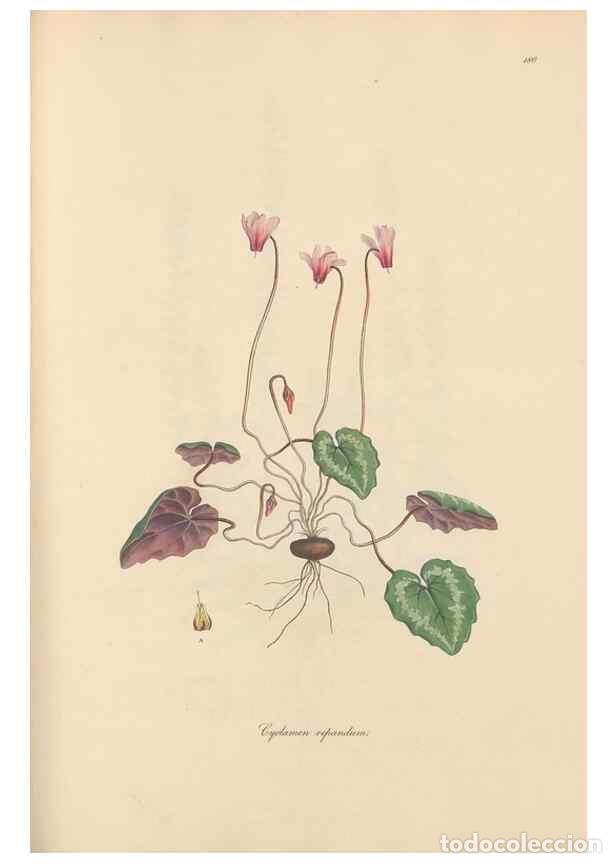 Sammeln von Zeitschriften und Zeitungen: Reproducci&oacute;n/Reproduction 49556887711: Flora Graeca, sive, Plantarum rariorum historia, quas in prov