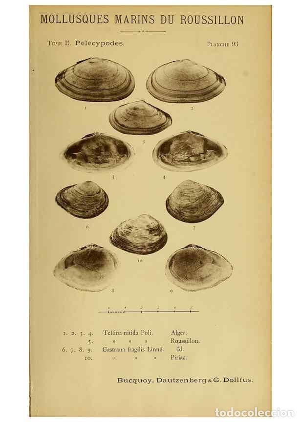 Sammeln von Zeitschriften und Zeitungen: Reproducci&oacute;n/Reproduction 49806425233: Les mollusques marins du Roussillon. Paris :J.-B. Bailli&egrave;re,[