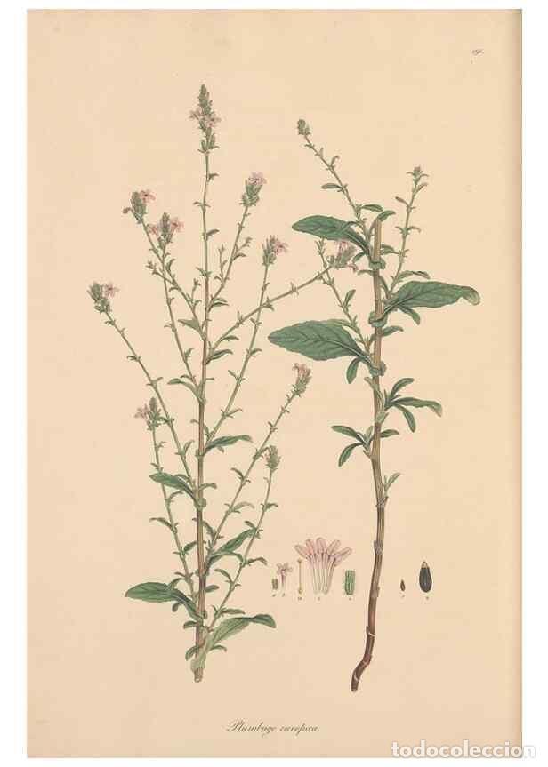 Sammeln von Zeitschriften und Zeitungen: Reproducci&oacute;n/Reproduction 49556889706: Flora Graeca, sive, Plantarum rariorum historia, quas in prov