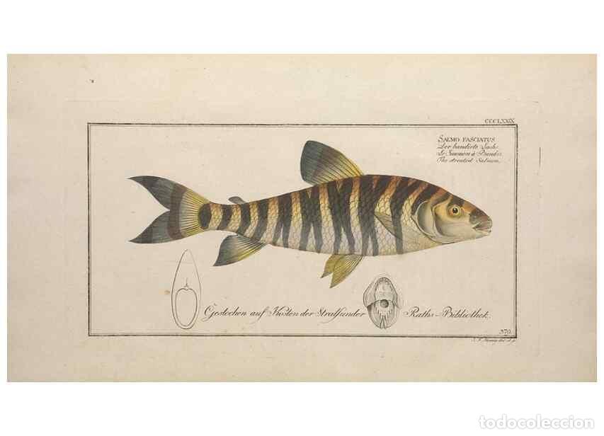 Sammeln von Zeitschriften und Zeitungen: Reproducci&oacute;n/Reproduction 49774560251: Ichtyologie, ou, Histoire naturelle, g&eacute;n&eacute;rale et particuli&egrave;re