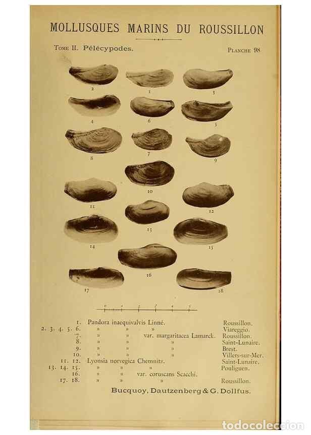 Sammeln von Zeitschriften und Zeitungen: Reproducci&oacute;n/Reproduction 49806982096: Les mollusques marins du Roussillon. Paris :J.-B. Bailli&egrave;re,[