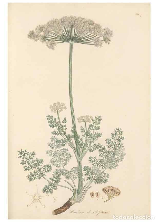 Sammeln von Zeitschriften und Zeitungen: Reproducci&oacute;n/Reproduction 49557217211: Flora Graeca, sive, Plantarum rariorum historia, quas in prov