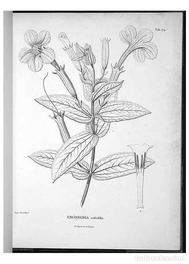 Collezionismo di Riviste e Giornali: Reproducci&oacute;n/Reproduction 49555924663: Nova genera et species plantarum :. Antverpiae :Ex officina C