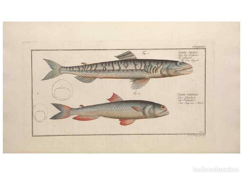 Collezionismo di Riviste e Giornali: Reproducci&oacute;n/Reproduction 49774033398: Ichtyologie, ou, Histoire naturelle, g&eacute;n&eacute;rale et particuli&egrave;re