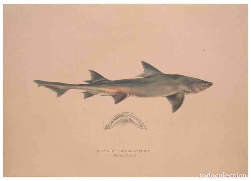 Colecionismo de Revistas e Jornais: Reproducci&oacute;n/Reproduction 49807318977: Illustrations of the zoology of South Africa. London :Smith,