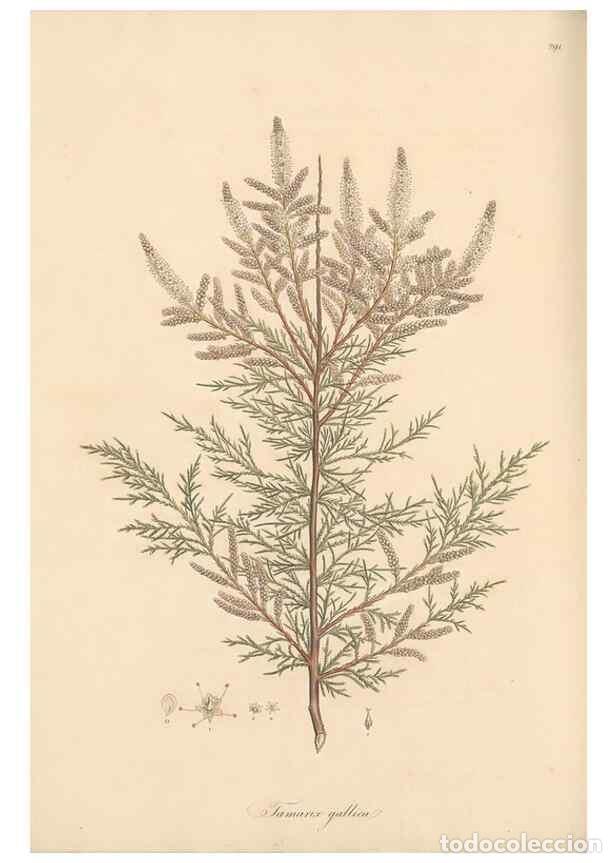 Colecionismo de Revistas e Jornais: Reproducci&oacute;n/Reproduction 49557454362: Flora Graeca, sive, Plantarum rariorum historia, quas in prov