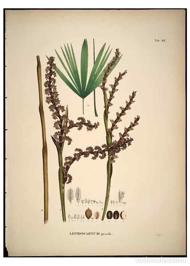 Sammeln von Zeitschriften und Zeitungen: Reproducci&oacute;n/Reproduction 49785112308: Historia naturalis palmarum. Lipsiae: T.O. Weigel, [1823-50].