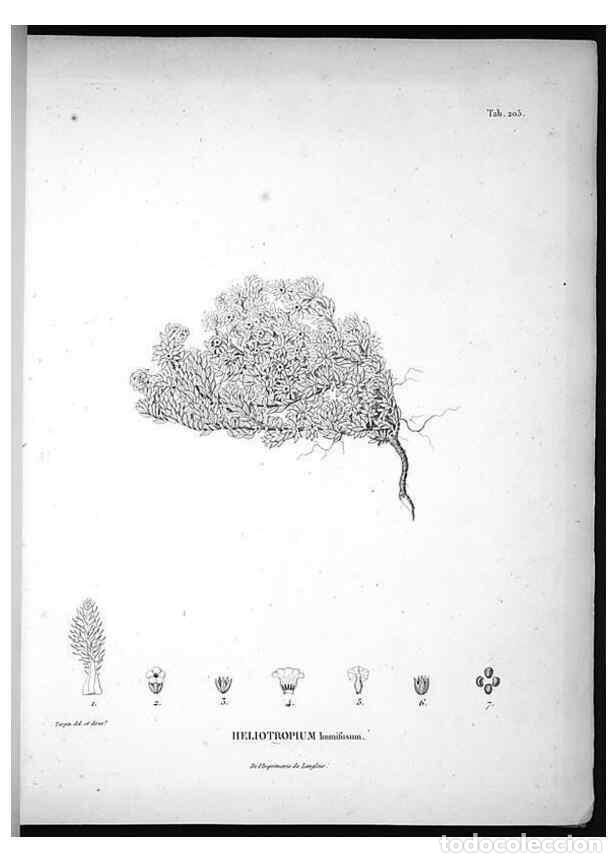 Sammeln von Zeitschriften und Zeitungen: Reproducci&oacute;n/Reproduction 49555962558: Nova genera et species plantarum :. Antverpiae :Ex officina C