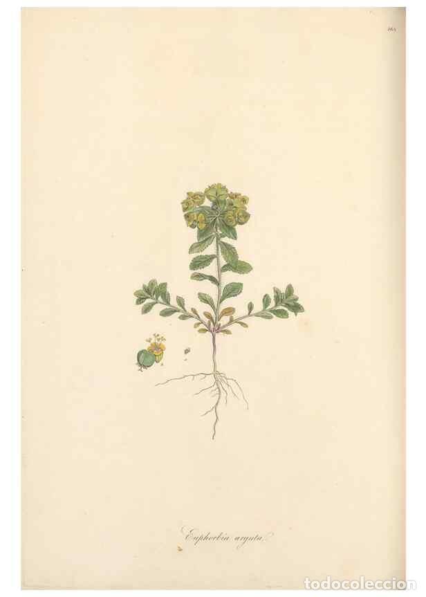 Sammeln von Zeitschriften und Zeitungen: Reproducci&oacute;n/Reproduction 49557809437: Flora Graeca, sive, Plantarum rariorum historia, quas in prov