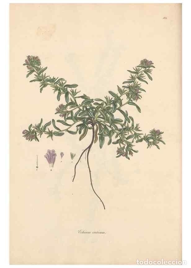 Sammeln von Zeitschriften und Zeitungen: Reproducci&oacute;n/Reproduction 49556388703: Flora Graeca, sive, Plantarum rariorum historia, quas in prov