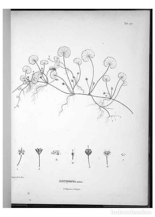 Sammeln von Zeitschriften und Zeitungen: Reproducci&oacute;n/Reproduction 49556420151: Nova genera et species plantarum :. Antverpiae :Ex officina C