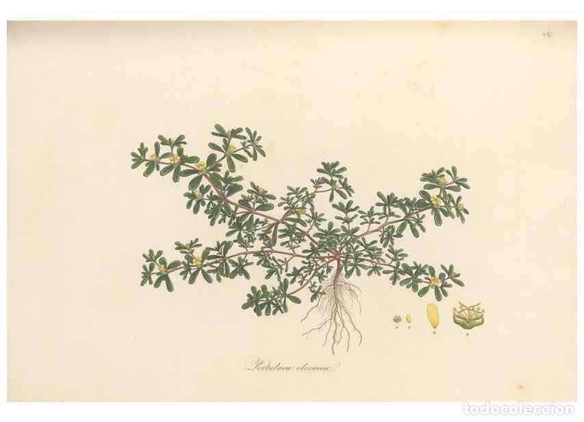 Sammeln von Zeitschriften und Zeitungen: Reproducci&oacute;n/Reproduction 49557570731: Flora Graeca, sive, Plantarum rariorum historia, quas in prov