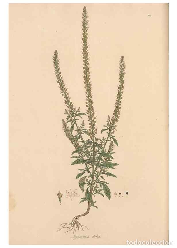 Sammeln von Zeitschriften und Zeitungen: Reproducci&oacute;n/Reproduction 49556888446: Flora Graeca, sive, Plantarum rariorum historia, quas in prov