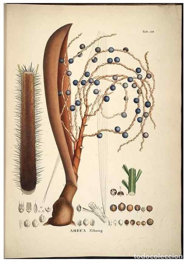 Sammeln von Zeitschriften und Zeitungen: Reproducci&oacute;n/Reproduction 49785390382: Historia naturalis palmarum. Lipsiae: T.O. Weigel, [1823-50].