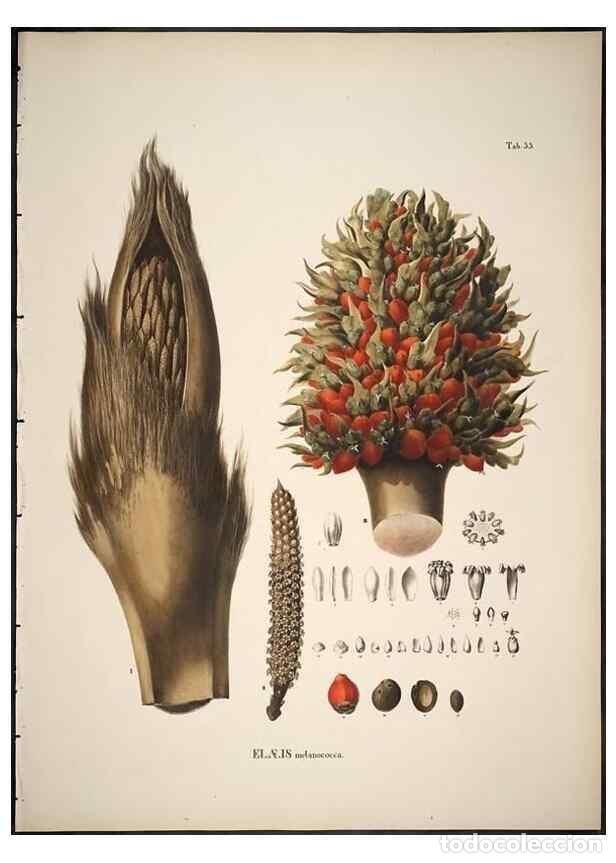 Sammeln von Zeitschriften und Zeitungen: Reproducci&oacute;n/Reproduction 49785972247: Historia naturalis palmarum. Lipsiae: T.O. Weigel, [1823-50].