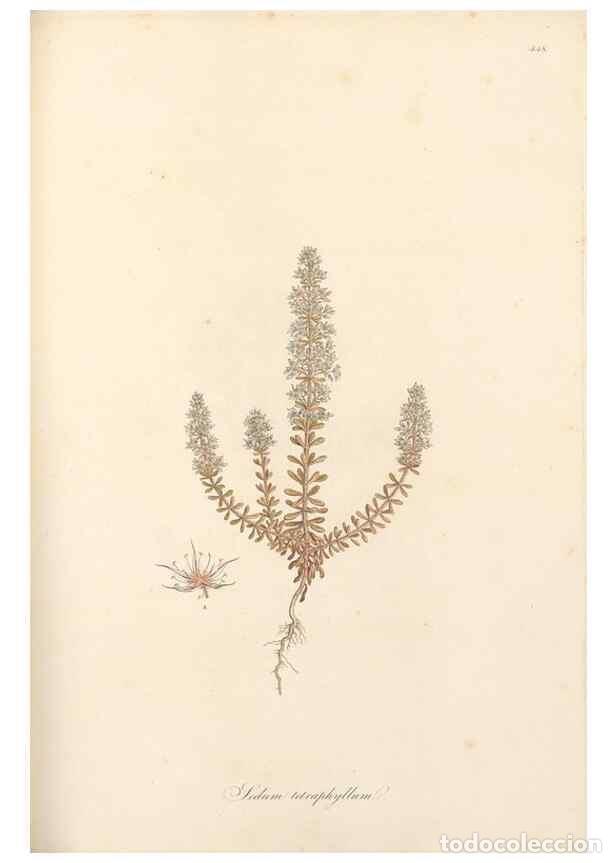 Sammeln von Zeitschriften und Zeitungen: Reproducci&oacute;n/Reproduction 49557802307: Flora Graeca, sive, Plantarum rariorum historia, quas in prov
