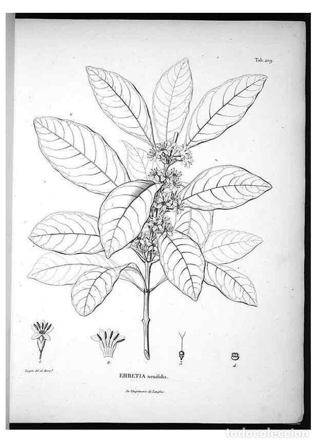 Sammeln von Zeitschriften und Zeitungen: Reproducci&oacute;n/Reproduction 49556458301: Nova genera et species plantarum :. Antverpiae :Ex officina C