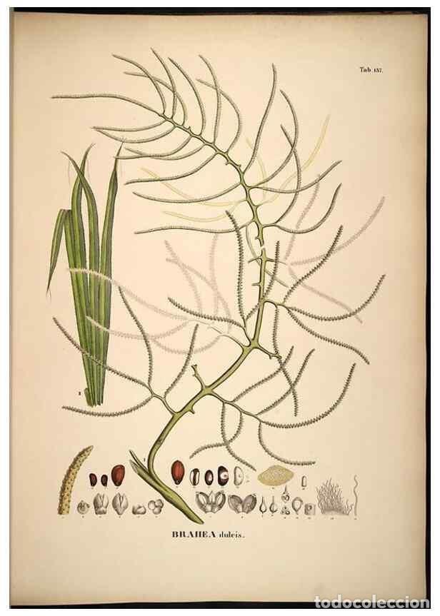 Sammeln von Zeitschriften und Zeitungen: Reproducci&oacute;n/Reproduction 49784529148: Historia naturalis palmarum. Lipsiae: T.O. Weigel, [1823-50].