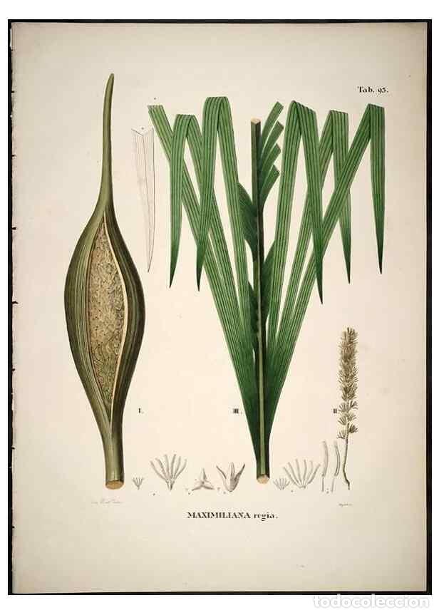 Sammeln von Zeitschriften und Zeitungen: Reproducci&oacute;n/Reproduction 49785981177: Historia naturalis palmarum. Lipsiae: T.O. Weigel, [1823-50].