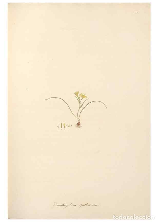 Sammeln von Zeitschriften und Zeitungen: Reproducci&oacute;n/Reproduction 49557606467: Flora Graeca, sive, Plantarum rariorum historia, quas in prov