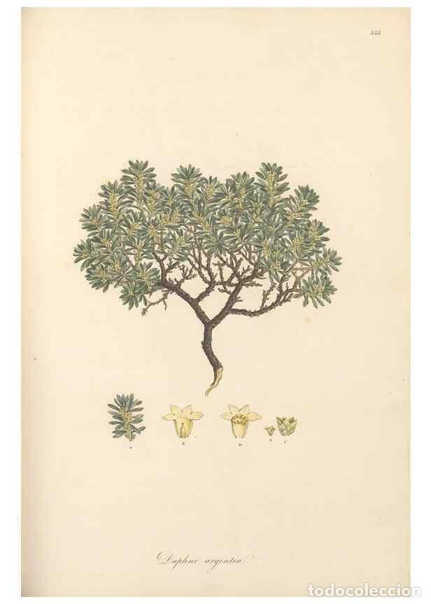 Sammeln von Zeitschriften und Zeitungen: Reproducci&oacute;n/Reproduction 49557379751: Flora Graeca, sive, Plantarum rariorum historia, quas in prov