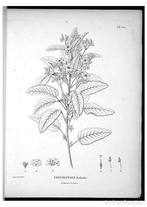 Sammeln von Zeitschriften und Zeitungen: Reproducci&oacute;n/Reproduction 49555963408: Nova genera et species plantarum :. Antverpiae :Ex officina C