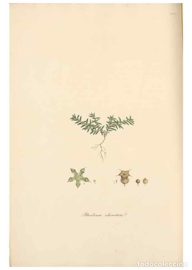 Sammeln von Zeitschriften und Zeitungen: Reproducci&oacute;n/Reproduction 49557437932: Flora Graeca, sive, Plantarum rariorum historia, quas in prov