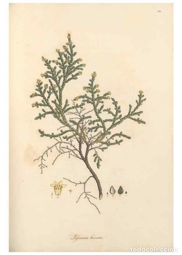 Sammeln von Zeitschriften und Zeitungen: Reproducci&oacute;n/Reproduction 49557381491: Flora Graeca, sive, Plantarum rariorum historia, quas in prov