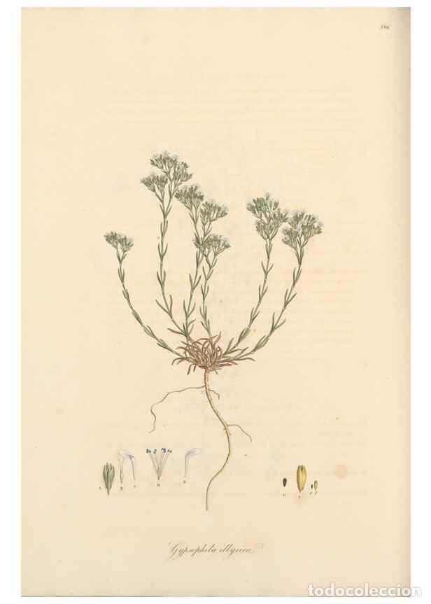 Sammeln von Zeitschriften und Zeitungen: Reproducci&oacute;n/Reproduction 49557626437: Flora Graeca, sive, Plantarum rariorum historia, quas in prov