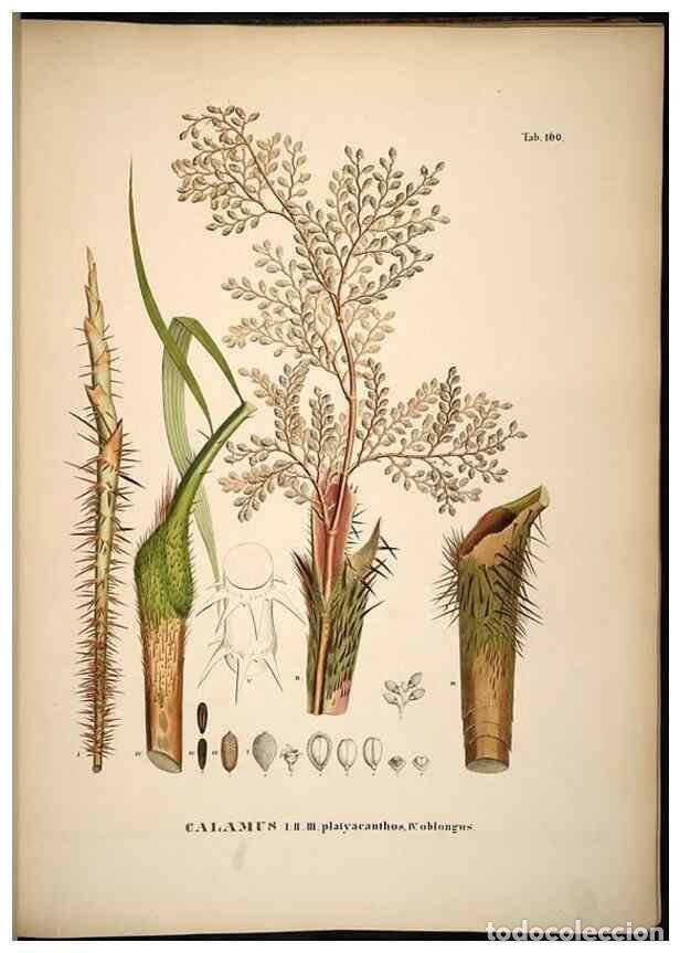 Sammeln von Zeitschriften und Zeitungen: Reproducci&oacute;n/Reproduction 49784533958: Historia naturalis palmarum. Lipsiae: T.O. Weigel, [1823-50].