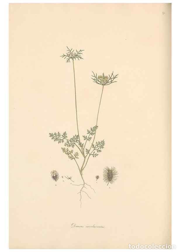 Sammeln von Zeitschriften und Zeitungen: Reproducci&oacute;n/Reproduction 49557213561: Flora Graeca, sive, Plantarum rariorum historia, quas in prov