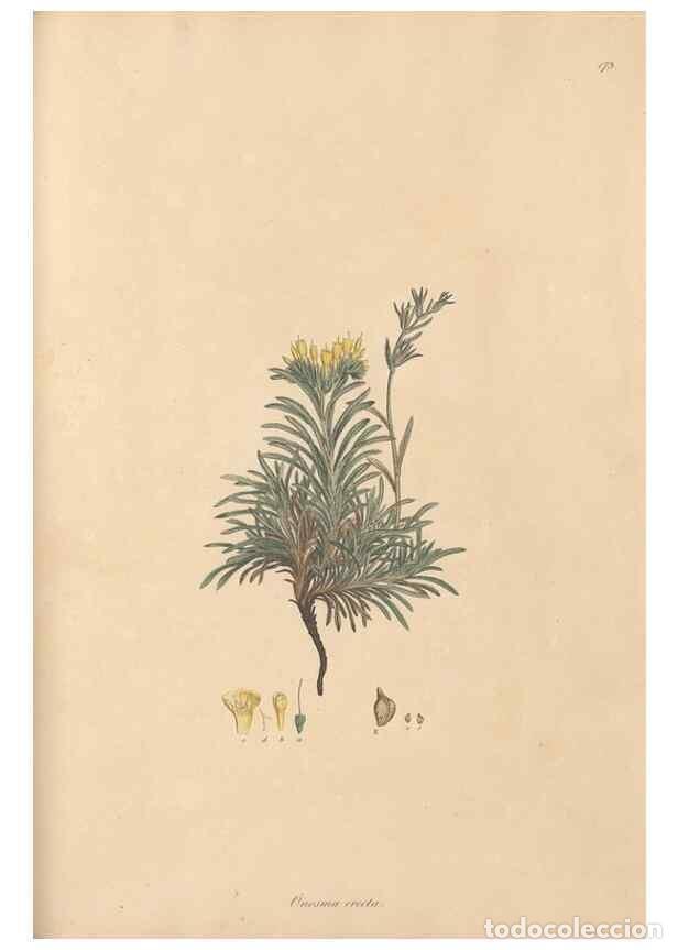 Sammeln von Zeitschriften und Zeitungen: Reproducci&oacute;n/Reproduction 49556385458: Flora Graeca, sive, Plantarum rariorum historia, quas in prov